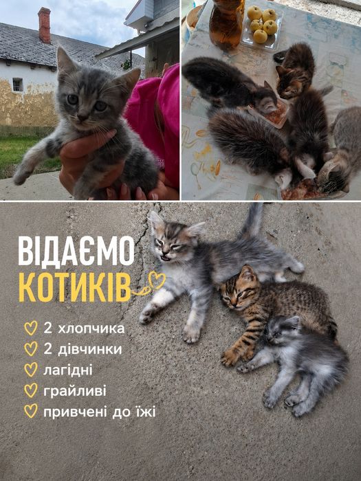 Відаємо котиків в добрі руки