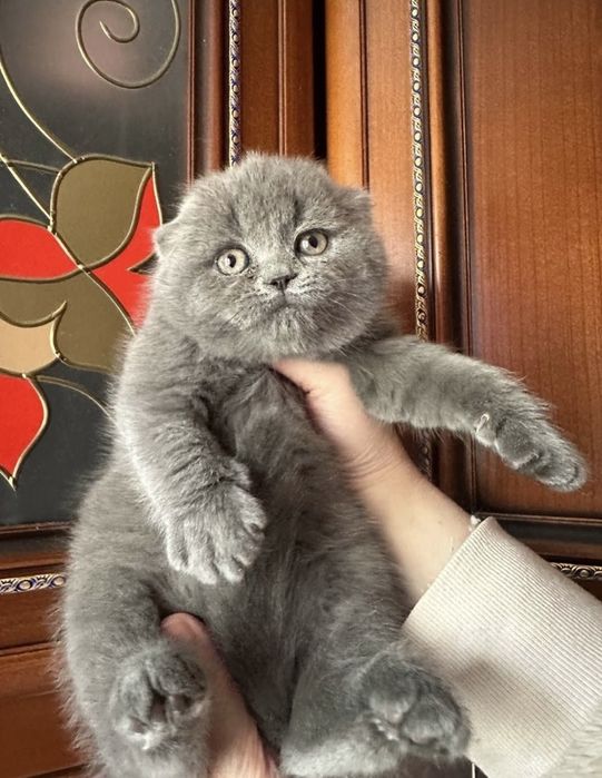 Котёнок. Мальчик с документами!