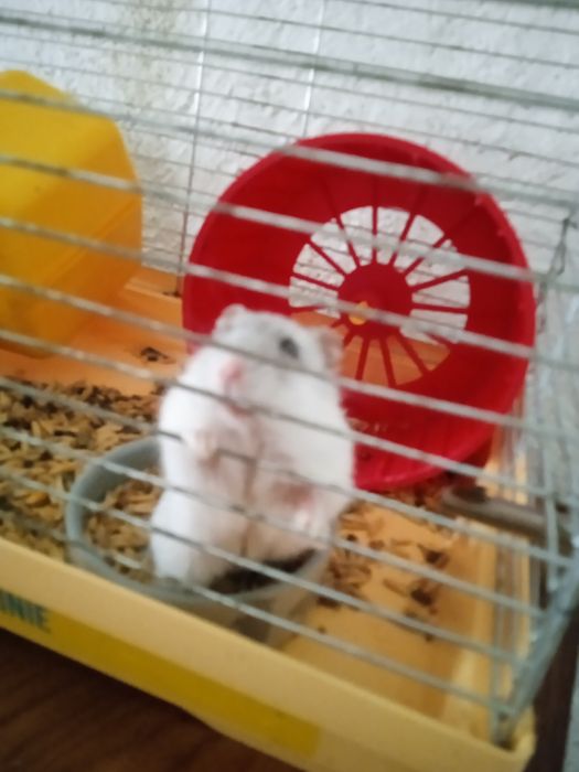 Продам хомячка  є кретла