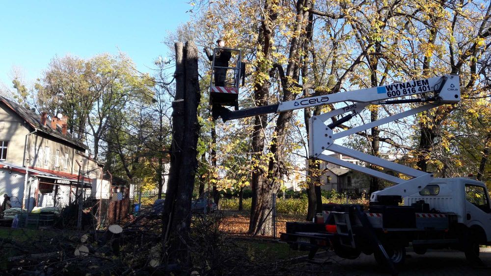 Wycinka drzew, mielenie gałęzi, usługi ogrodnicze,