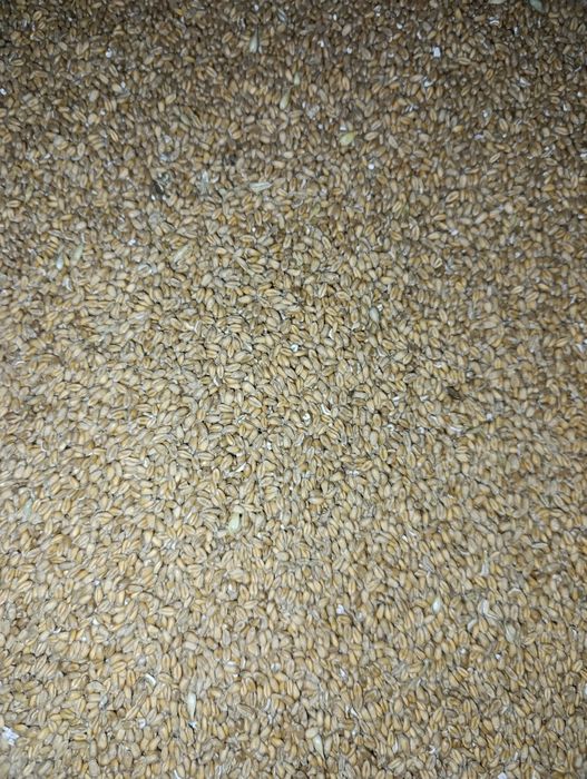 Sprzedam Pszenicę i Pszenżyto!!!