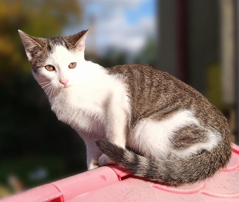 Kot, Kotek, Kocurek 5,5 miesięczny