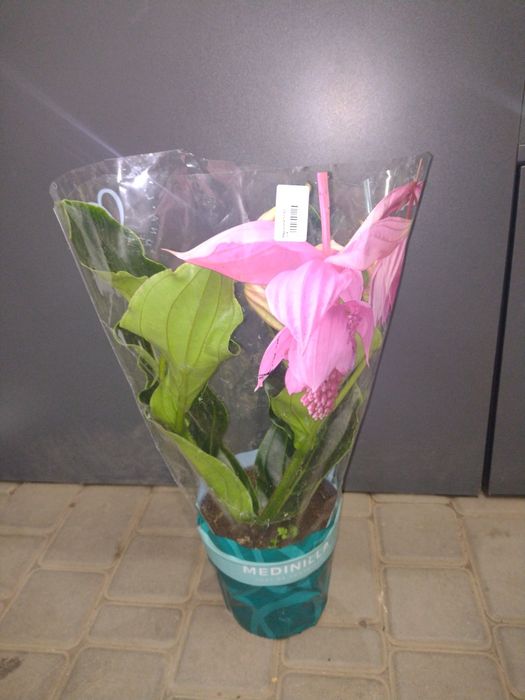 Медінілла цвітуча і незвичайна