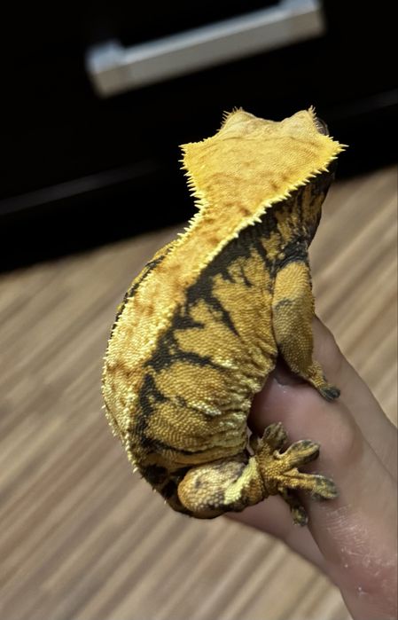 Gekon orzesiony Samiczka