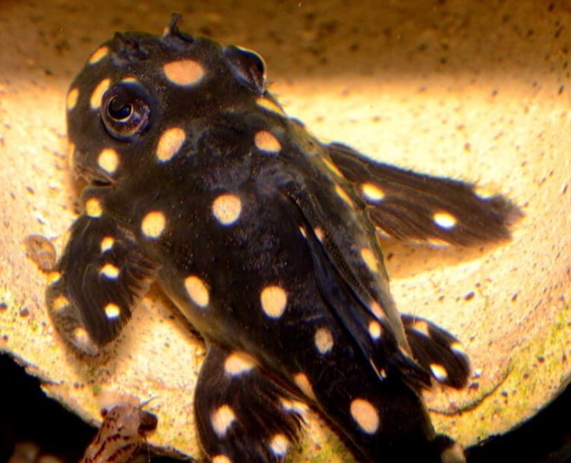 Гипанциструс L-201/номерные сомы/L-сомы