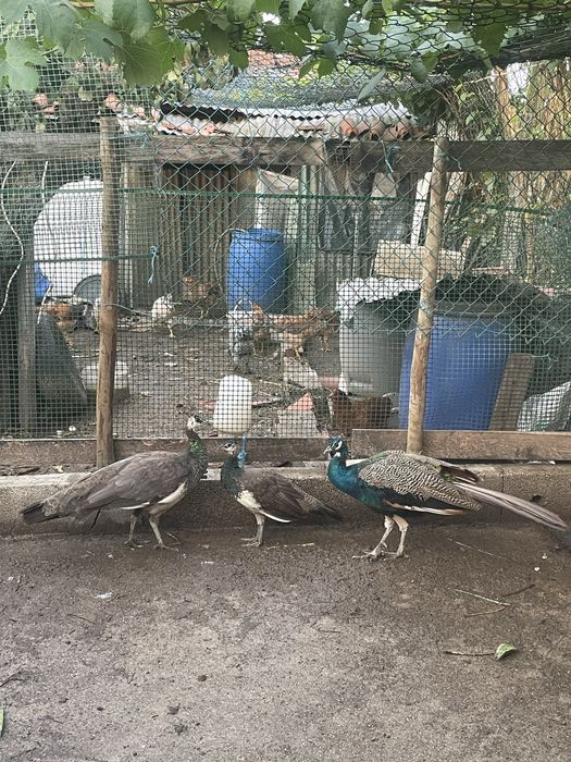 pavões para venda