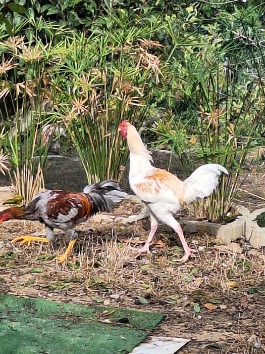 Galos e galinhas..