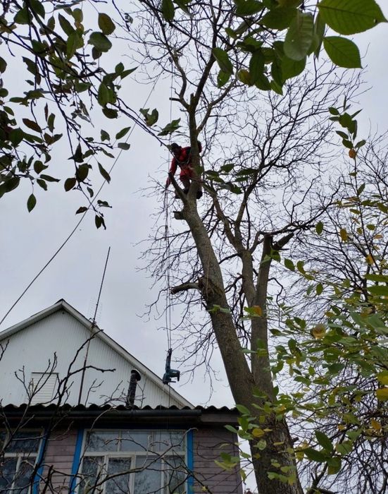 Спил деревьев, омоложение , обрезка