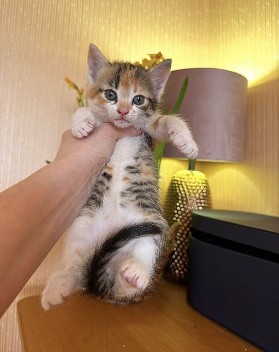 Осуществим вашу мечту !Киев,доставка!