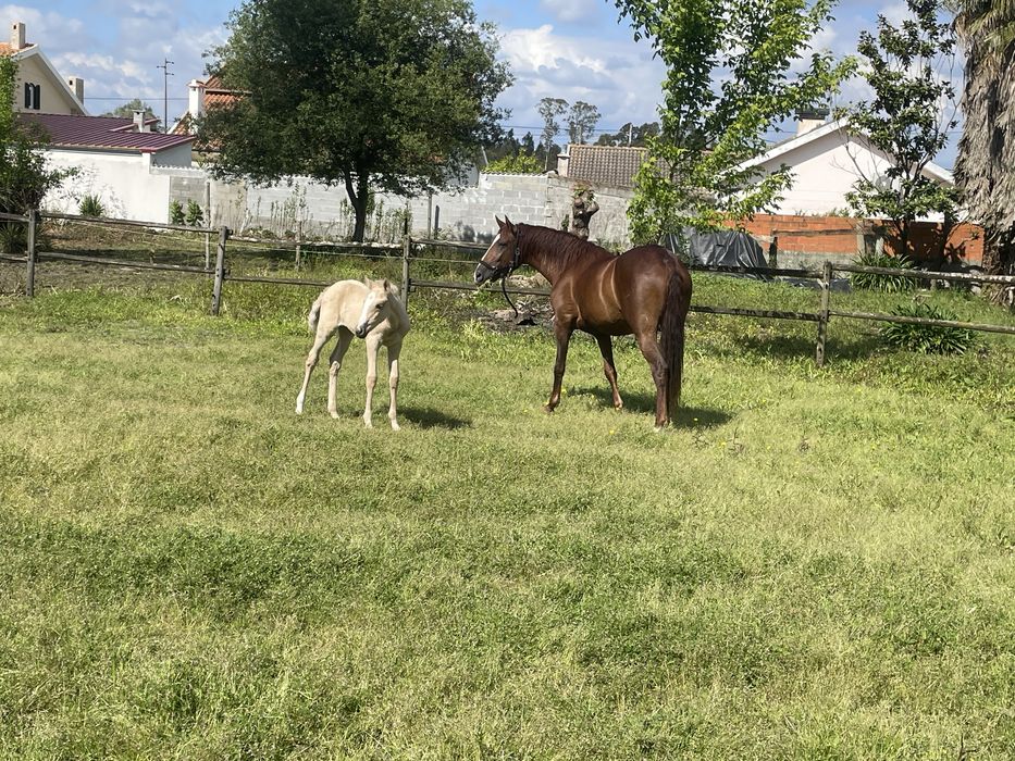 Reprodutora  lusitana 7 anos