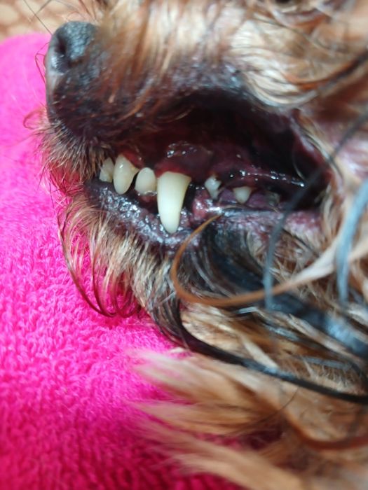 Грумінг малених та середніх порід