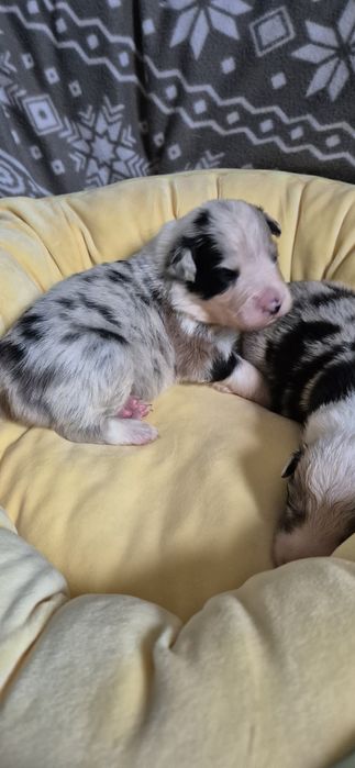 Border collie piesek blue merle