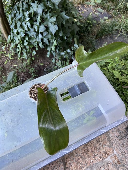 Philodendron Florida Bronze