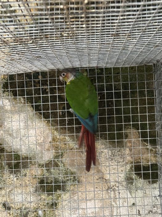 Pyrrhura Macho Sexada