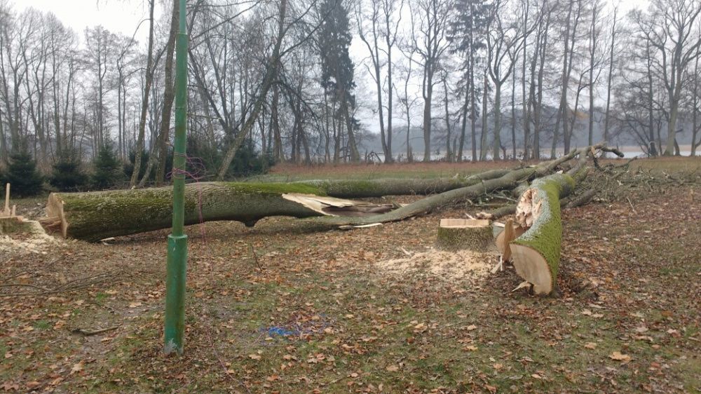 Wycinka drzew i krzewów