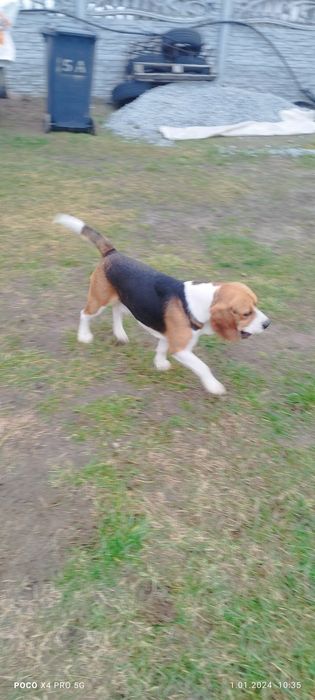 Beagle reproduktor/ WEEKEND :*