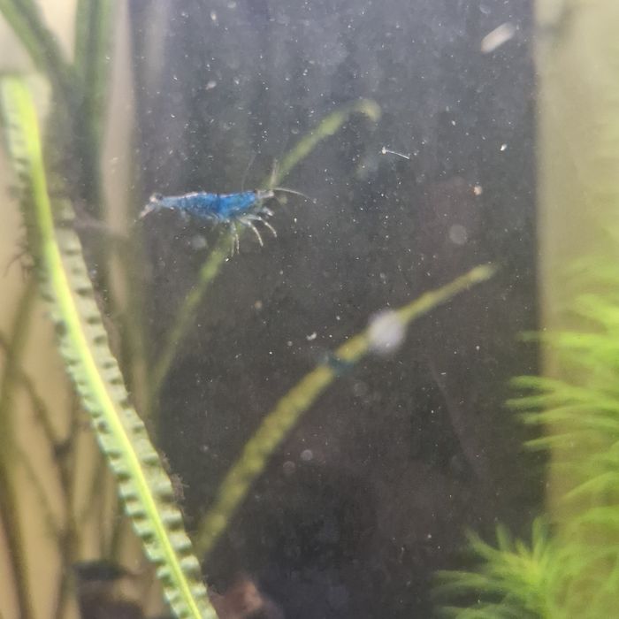 Camarões neocaridina blue Dream
