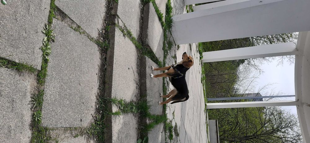 Віддам собаку. В добрі руки. Безкоштовно.