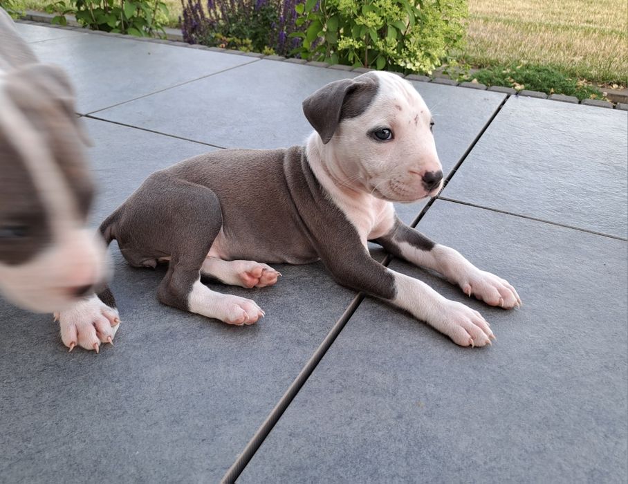 Amstaff   suczka