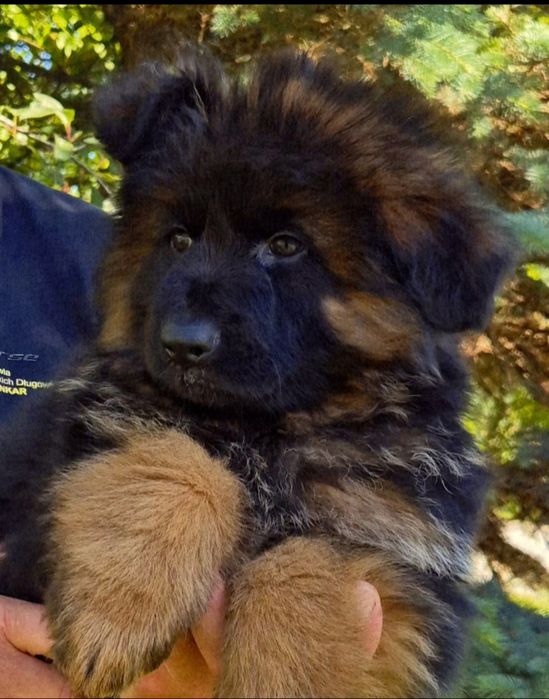 Owczarek niemiecki długowłosy suczka