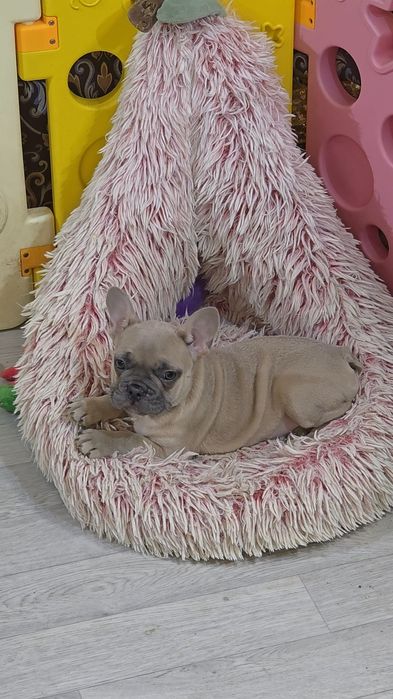 Товстопопі французи! Київ, або відправлю. Є оплата частинами