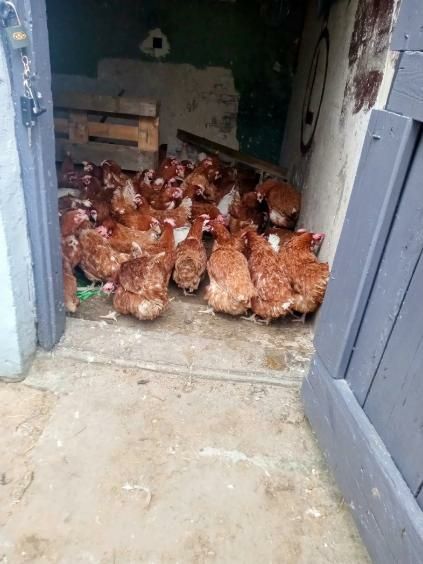 Sprzedam kury nioski