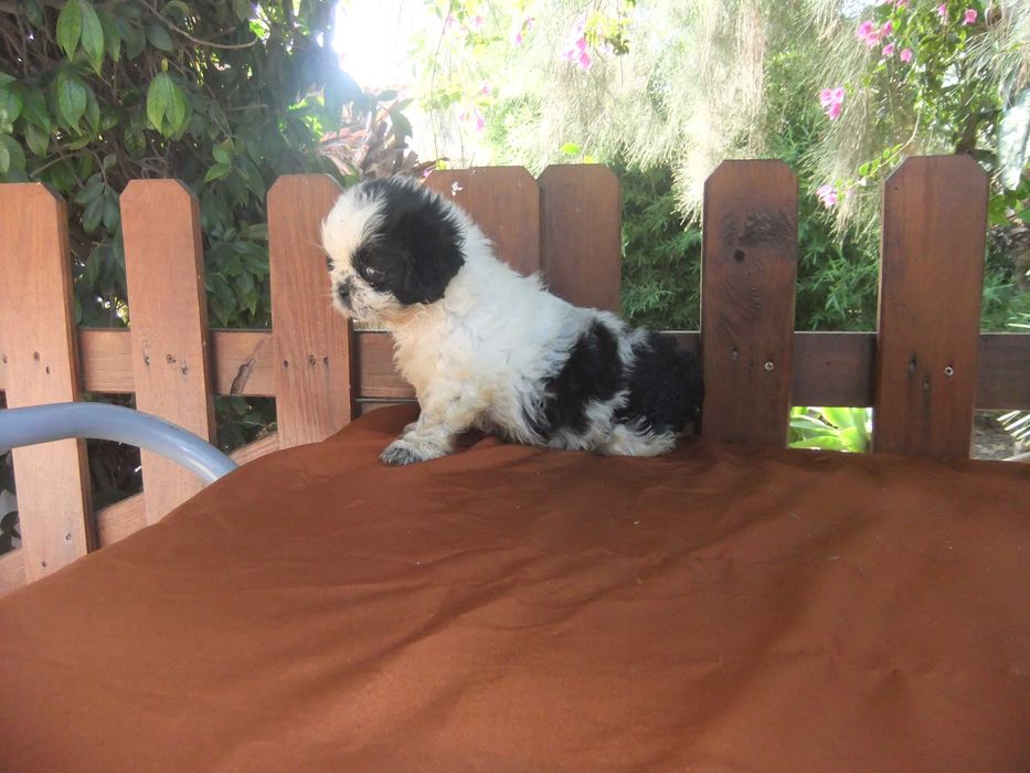 Shih-tzu  cachorra de grande qualidade morfológica