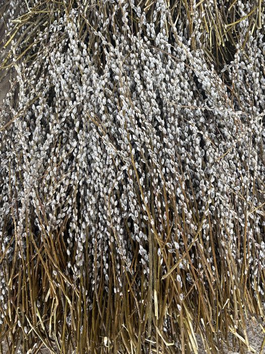 Продам свіжозрізану гарну вербу.