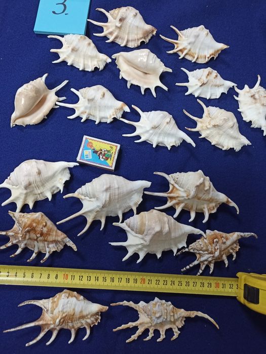 Ракушки морские и океанические
