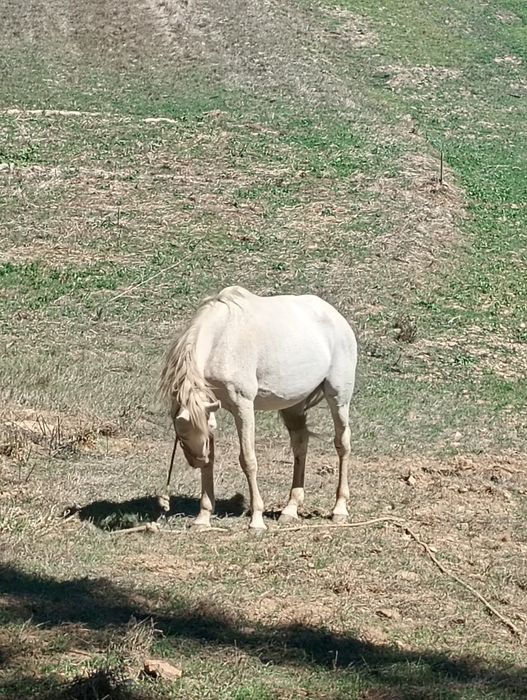 Vendo égua cruzada de lusitano