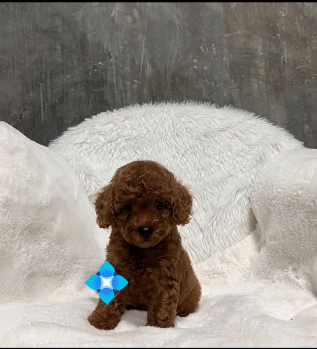 Ред. Браун . малиш той пудель