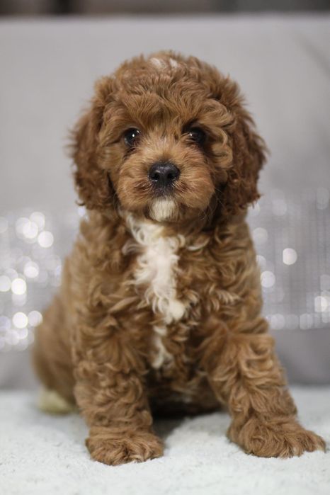 ***Śliczny Cavapoo**