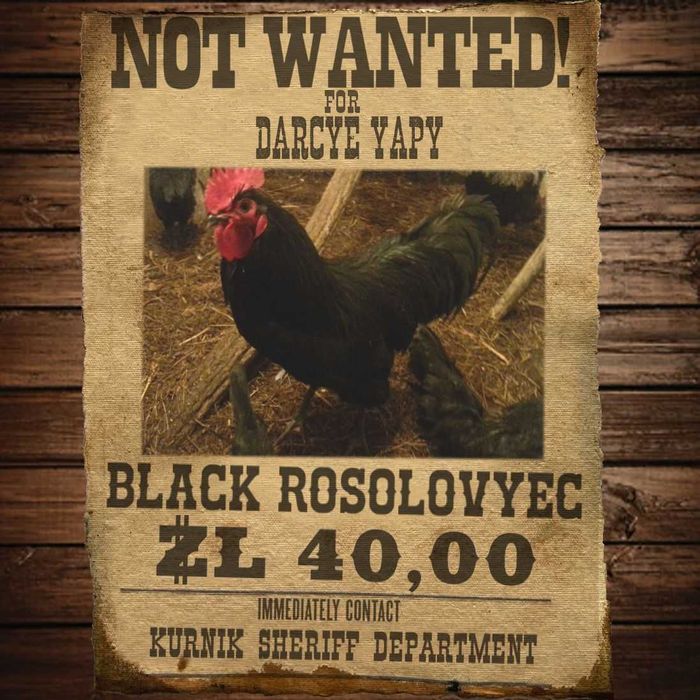 Kogut Czarny Rosołowiec