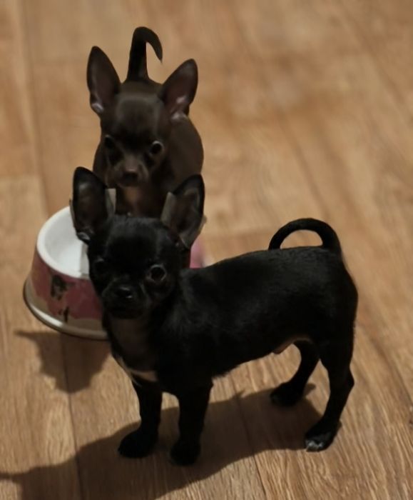 Детки чихуахуа мини и стандарт