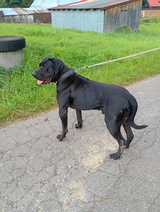 Cane Corso reproduktor