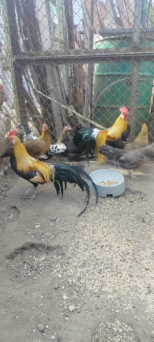 Jajka lęgowe kur ozdobnych