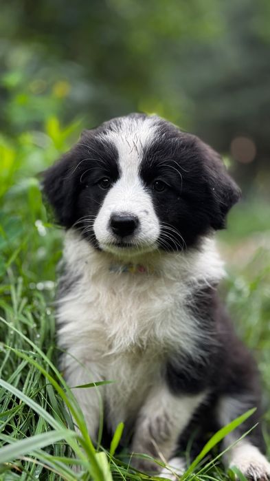 Border collie suczka czarno-biała ZKwP