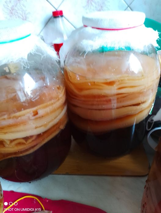 Продам чайный гриб,очень полезен от многих болезней