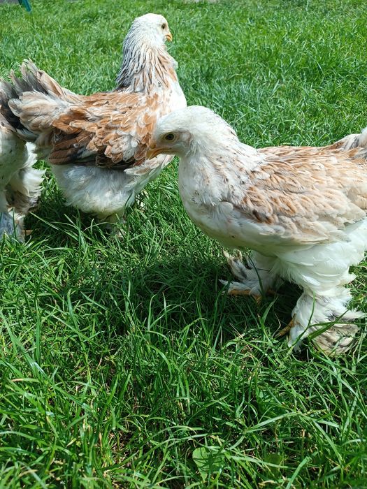 Брама Лосось гарнюні