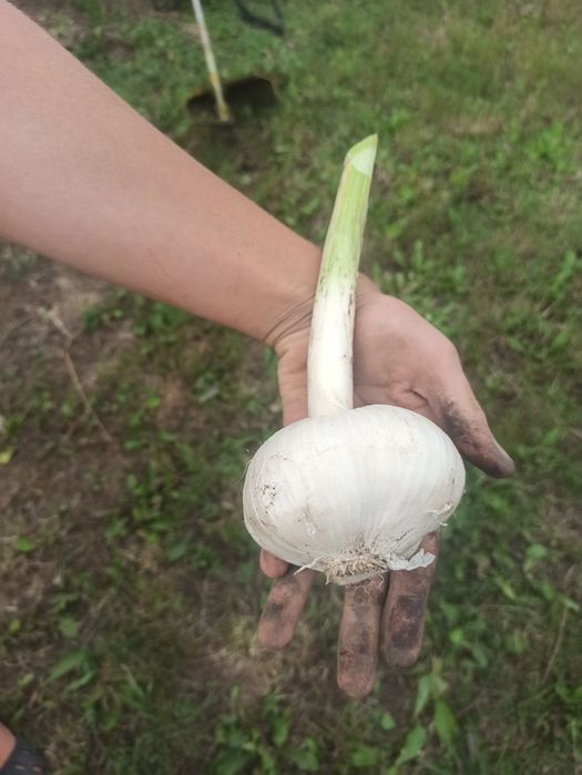Часник домашній без ГМО