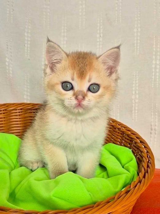 Шотландские котята (ЗОЛОТАЯ ШИНШИЛЛА)
