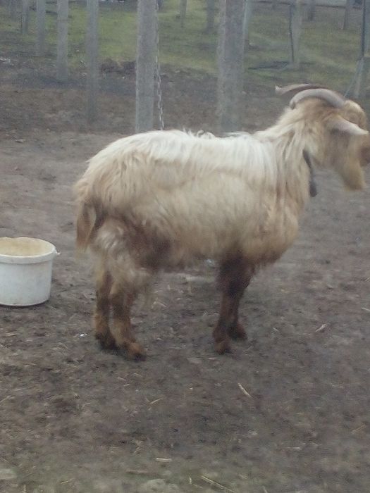 Продам козла..срочно..