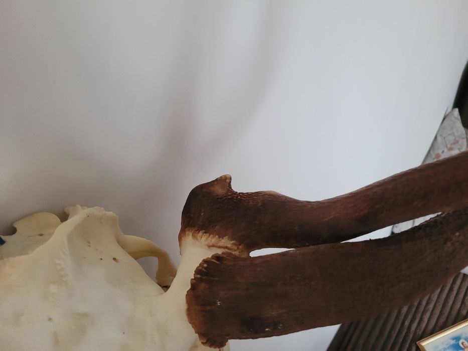 Poroże jelenia wielotykowiec trofeum