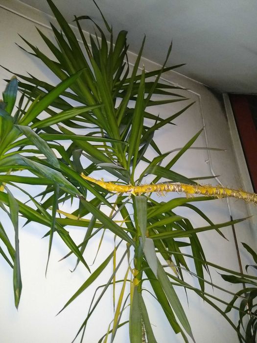 Juka kwiat duże drzewo do biura XXL gigant