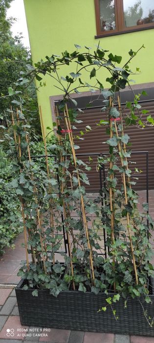 Żywopłot duży bluszcz Hedera Helix 160cm-200cm