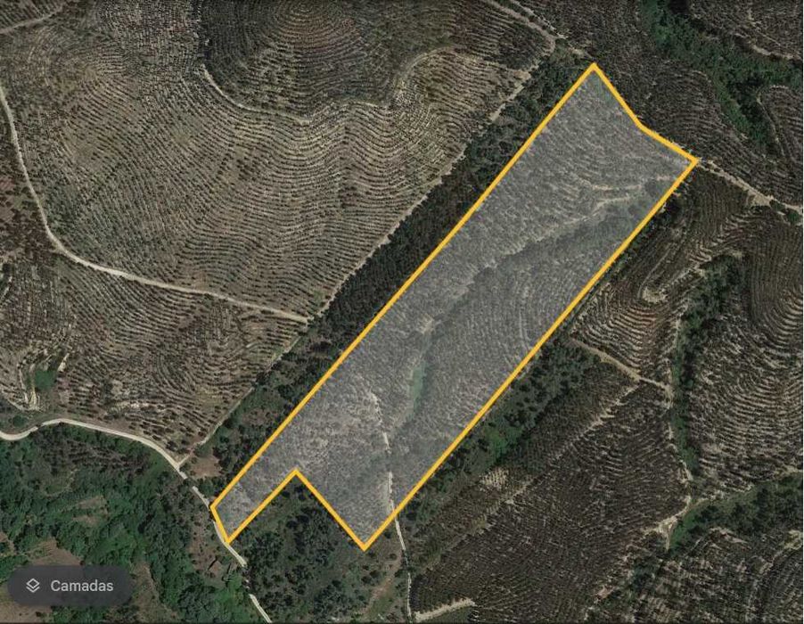 Terreno com Eucaliptal 63.500 m2