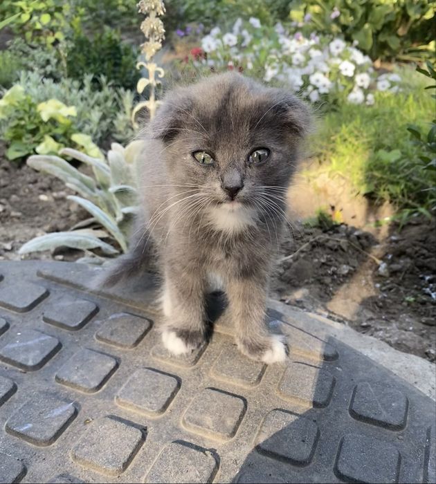 Шотланські котята шукають родини