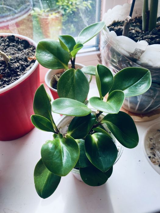 Паперомія широколистна, Каланхое, гарні великі кущі