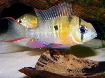 Pielęgniczka boliwijska	Microgeophagus altispinosa	4,0 cm