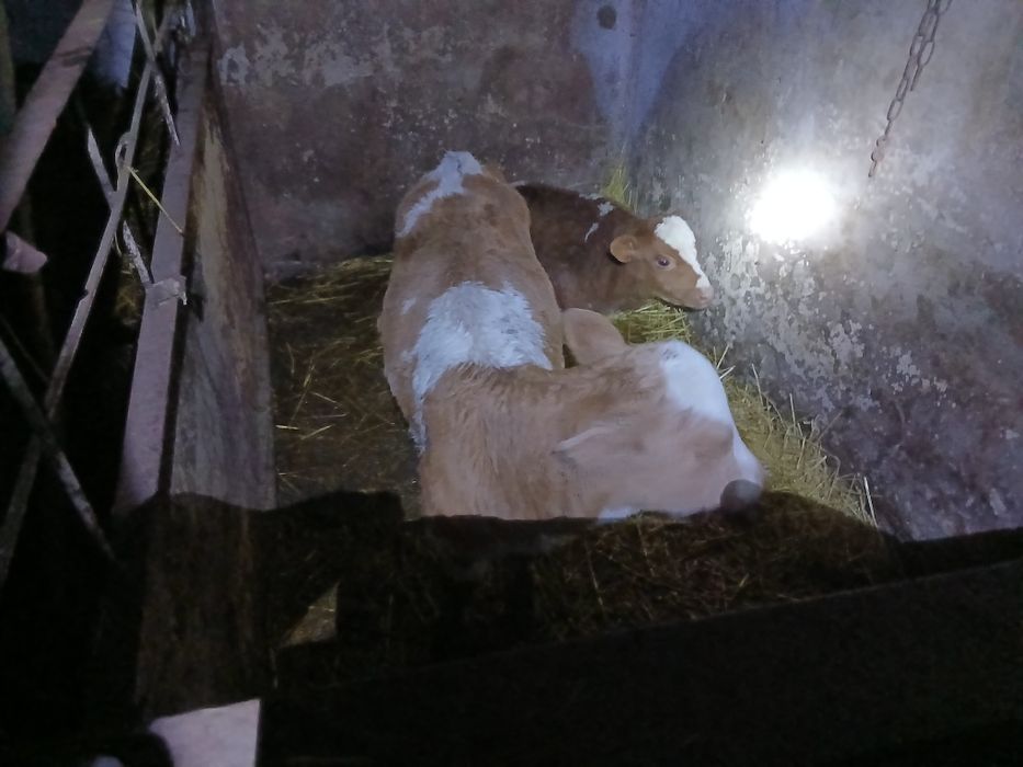 Продам телят на держання. Всі питання за номером